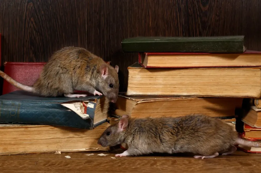 Rats