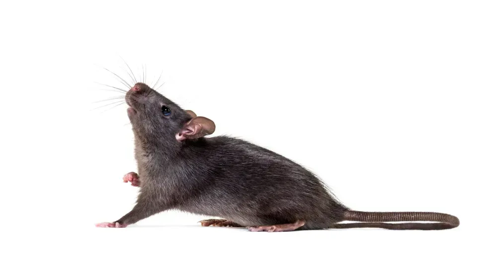 Rat noir