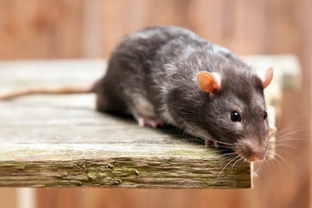 Rat à Mont près Chambord