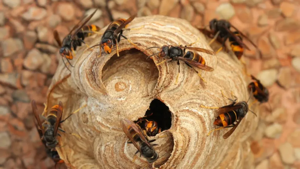 Nid de guêpes à Mont près Chambord