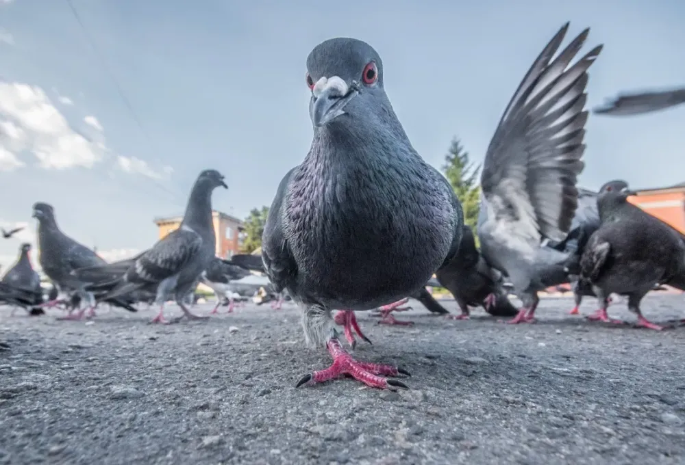 oiseaux